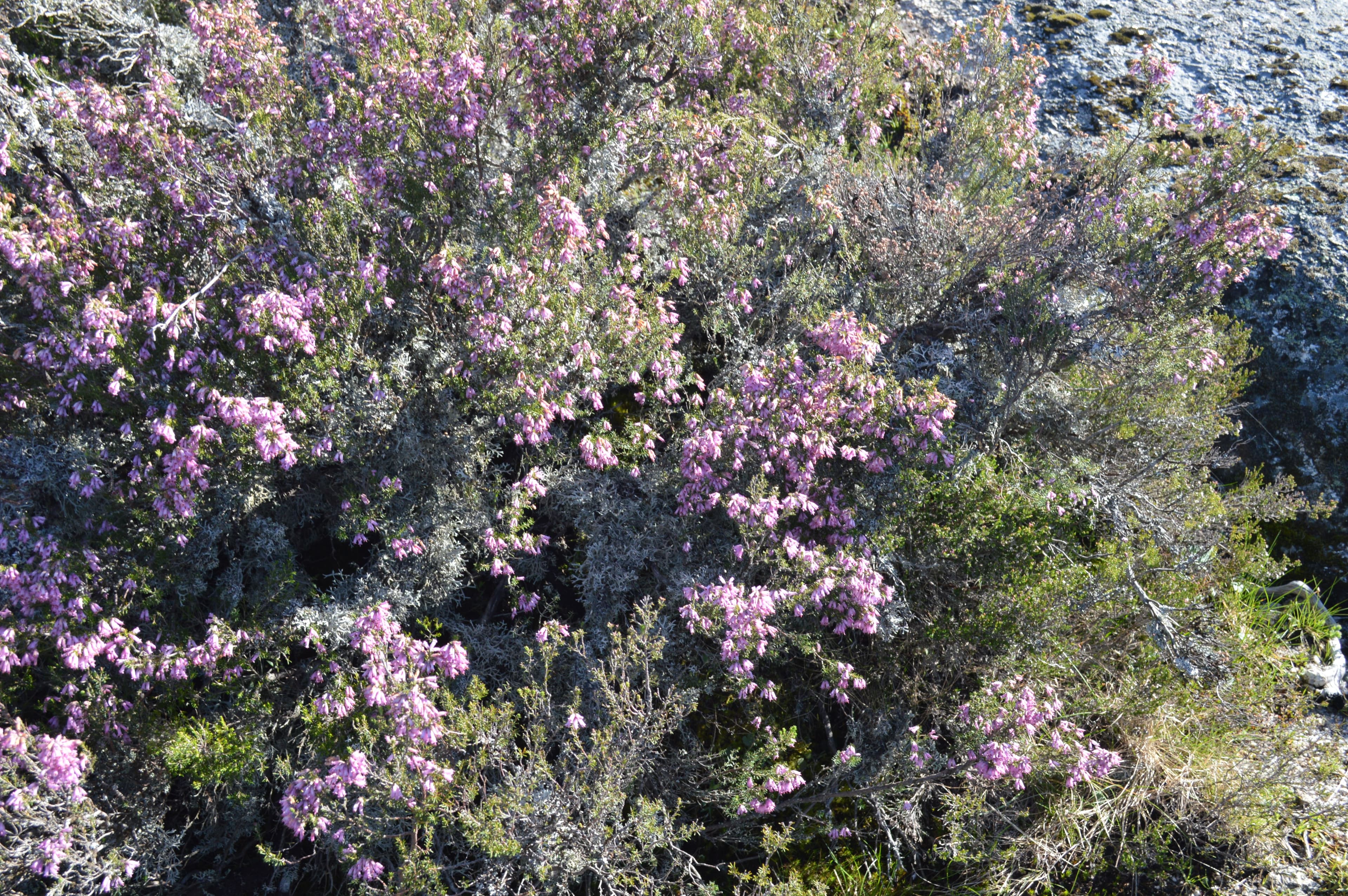 Methodology & Validation